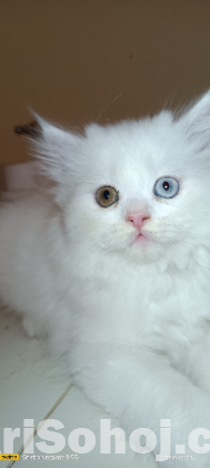 Persian Cat